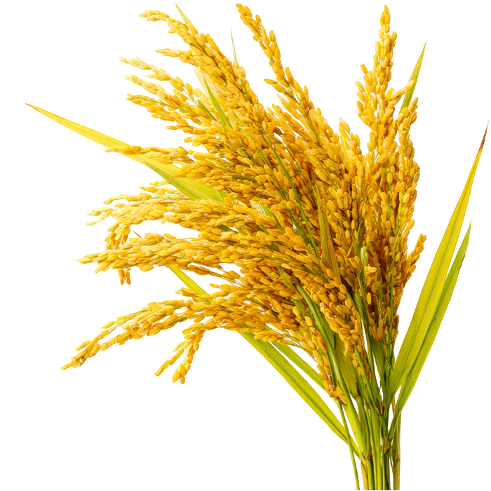 Wheat Illustration