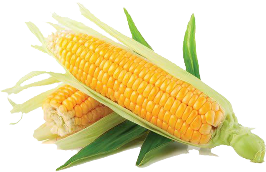 Corn Illustration
